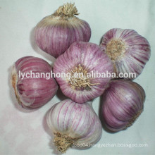 2014 New Red Garlic 4.5cm in 20kg loose packing FOB 590/MT